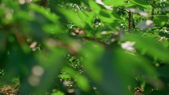 Man Farmer Walking on Plantation Cultivating Green Organic Plants in Summer