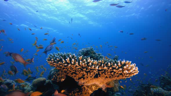 Underwater Sea Coral Reef