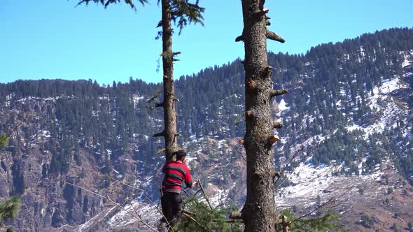 A Asian Man Cutting Tree Branches of Evergreen Tree Depicting Deforestation and Climate Change