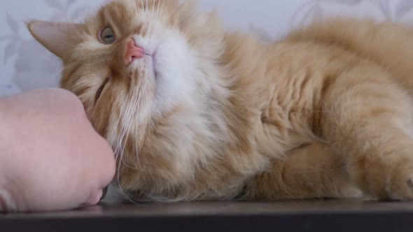 Man Strokes Cute Ginger Cat on Shelf. Fluffy Pet Purring with Pleasure. Cozy Home.