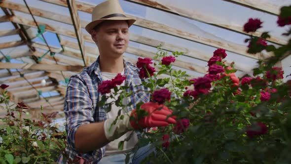 Greenhouse with Growing Roses Inside Which A Male Gardener in a Hat Inspects Flower Buds and Petals