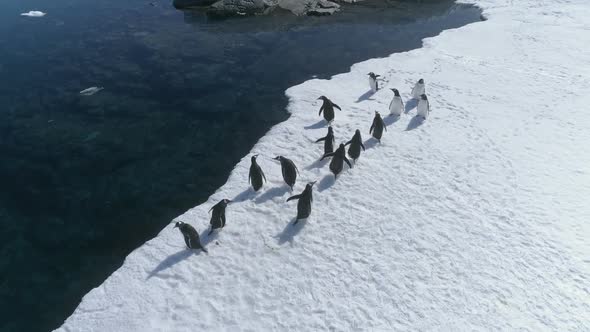 Antarctica Gentoo Penguin Aerial Edge View