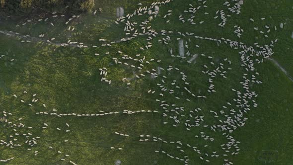 Aerial view of hundreds of sheep walking in field.