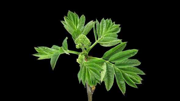 Time-lapse of growing aronia branch