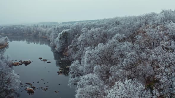 Flying over winter forest. Aerial drone view of high snowy trees near river