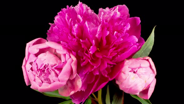 Time Lapse of Opening Three Beautiful Pink Peony Flowers