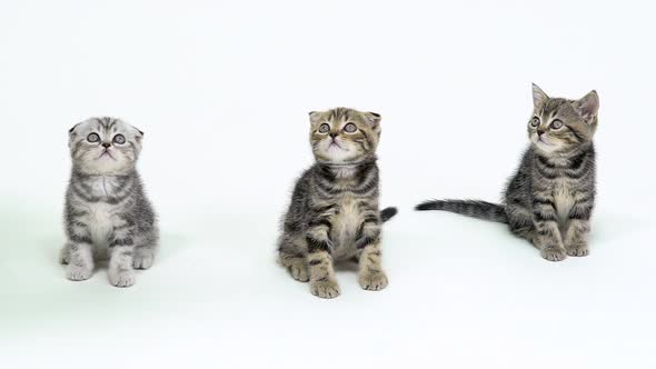 Three Kittens Look Up in a White Studio, White Background, Slow Motion