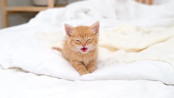 Little Red Ginger Striped Kitten Meowing and Looking at Camera Walking on Bed at Home