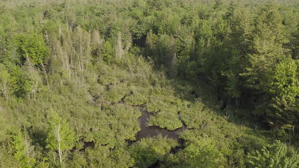 Outdoor aerial view flying over dense forestry lush wilderness