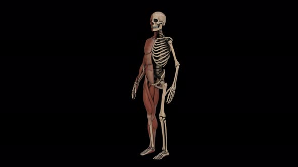 4K Male Anatomy