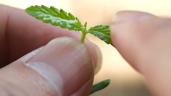 cannabis plant