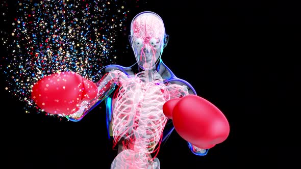 4K anatomy animation of a boxer alt