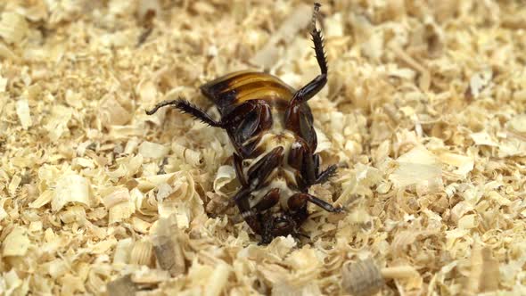 Cockroach Is Rowing in the Sawdust on the Back