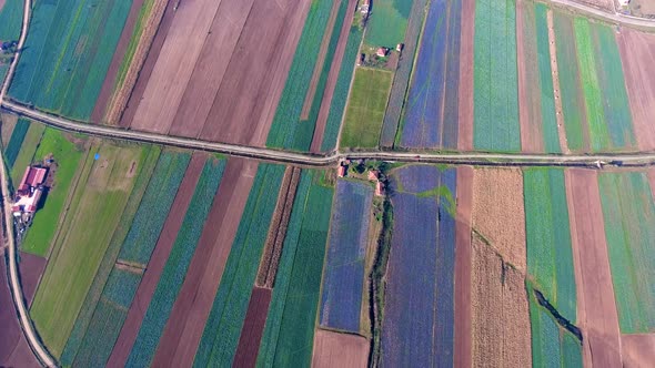 Real Colored Fields