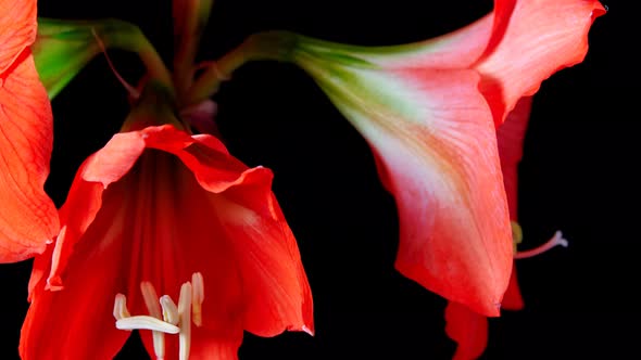 Amaryllis(Hippeastrum sp.) flower