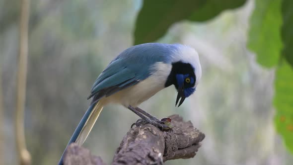 Close up shot of pretty Green Jay Bird perched on branch and eating prey after hunt - slow motion