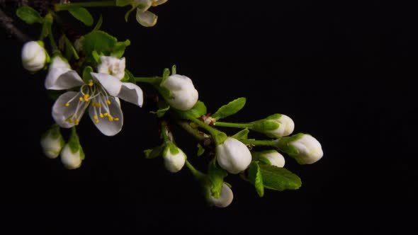 Flowering Branches on a Black Background