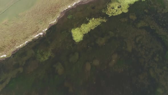 Aerial tracking forward top down above a swampy lagoon with bright green algae sitting on the surfac