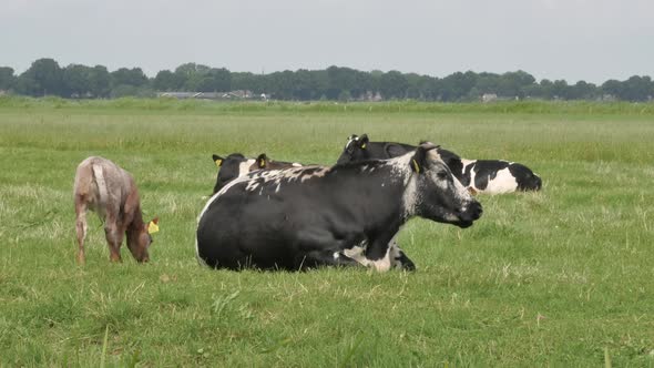 Black and white cows in the meadow grazing and looking around