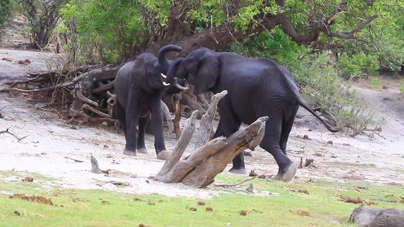 Two African Bush Elephants grapple for dominance on the Chobe River