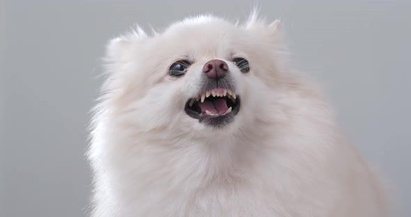 White pomeranian dog getting angry