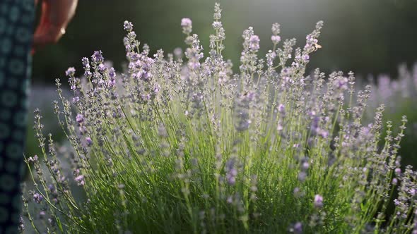 Closeup of Woman's Hand Running Through Lavender Field Girl's Hand Touching Purple Lavender Flowers