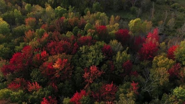 blazing red forest top aerial