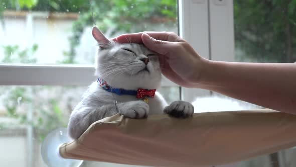 Asian Woman Hand Petting A Cat While Lying