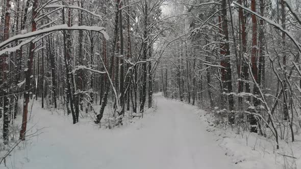 Snowcovered Forest Road Among Bare Deciduous Trees