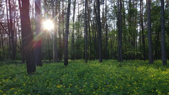 Summer Forest with Pine Trees Slow Motion