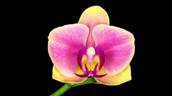 Blooming Yellow - Pink Orchid Phalaenopsis Flower