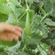 Girl picking a snow pea - VideoHive Item for Sale