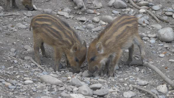 Cute Wild Boars foraging for food on rocky dirty ground and fighting each other,close up