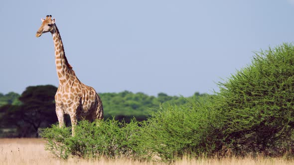 Wide Shot Of A Giraffe Standing Still And Turning Around Looking Straight In The Camera, Botswana Ce