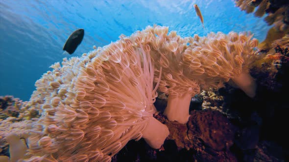 Underwater Tropical Soft Corals