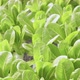 Dolly shot of organic freshness vegetables hydroponic green house soiless water system - VideoHive Item for Sale