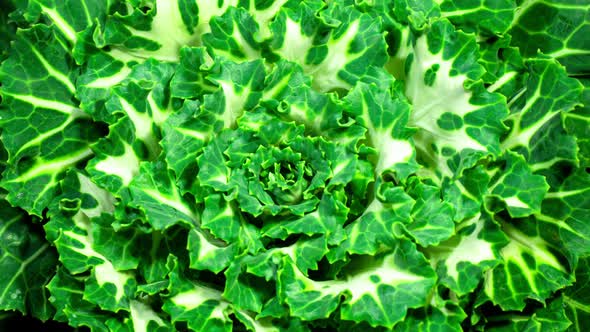 Organic Brassica Plant Rosette Grows in Time Lapse