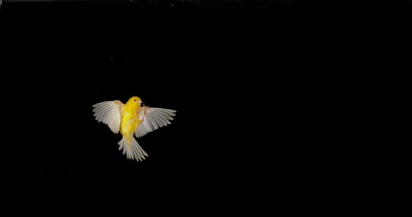 Yellow Canary, serinus canaria, Adult in flight against Black Background, Slow Motion 4K