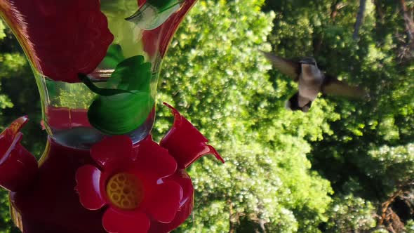 A tiny humming bird with black and white feathers hovers around a bird feeder in slow-motion getting