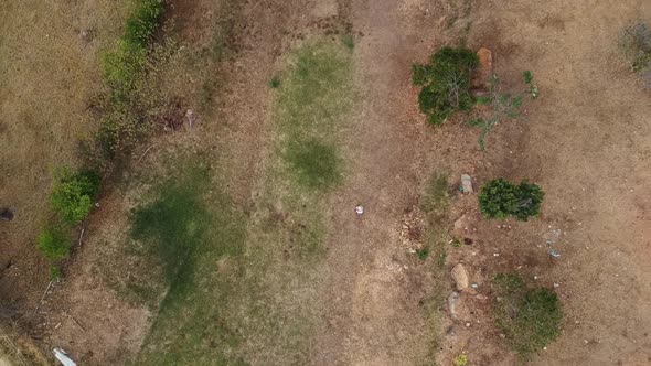 Aerial top view of two men walking on dry farmlands with some trees around.