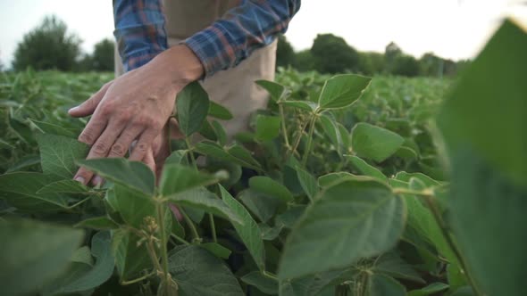 Young Farmer Walking in a Soybean Field and Examining Crop.