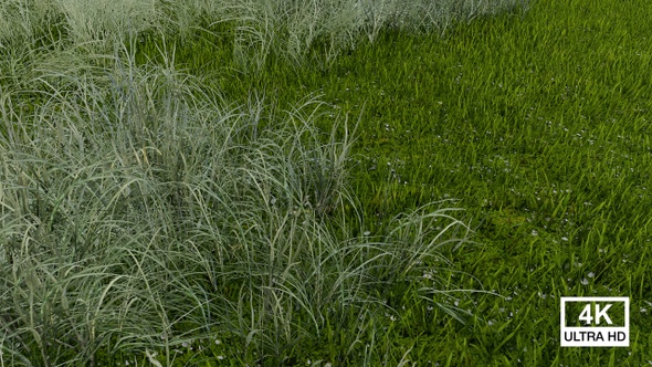 Green Grass  In The Park 4K alt