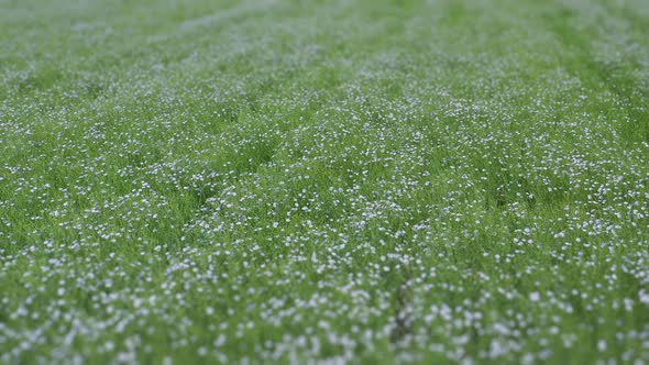 A Flowering Flax Field