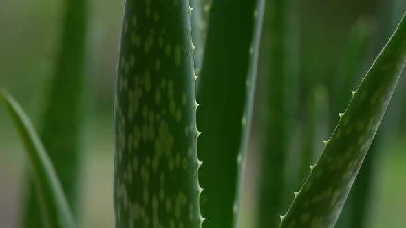 Aloe Vera Plant 16