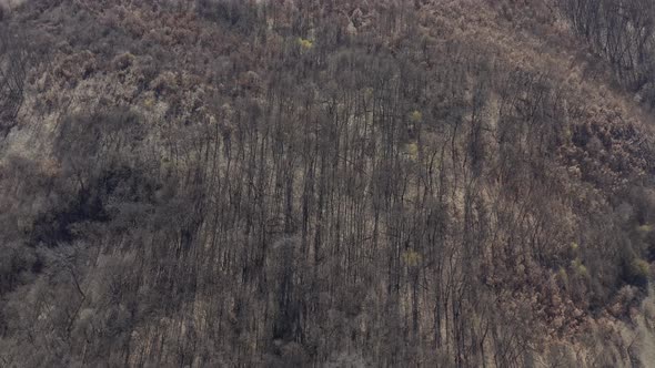 Dry trees over the hill 4K aerial video