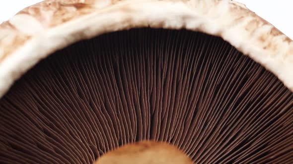 Mushroom Portobello Close Up Rotating Champignon. Macro Video of Raw Food Background