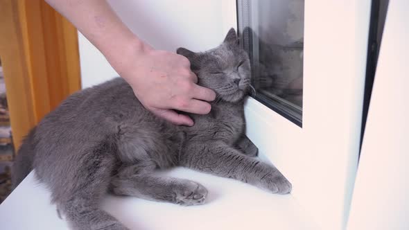 The British Cat Enjoys Being Scratched the Cat Attacks the Hand Because He Does Not Like Being