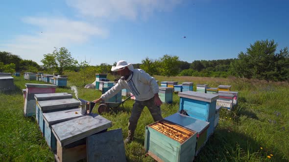 Beekeeping process among nature. 