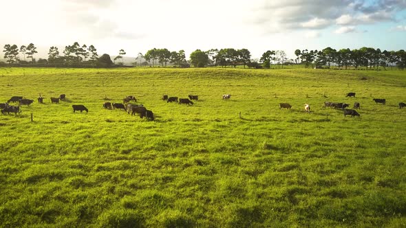 Cinematic aerial view of a herd of cows in a tropical field.