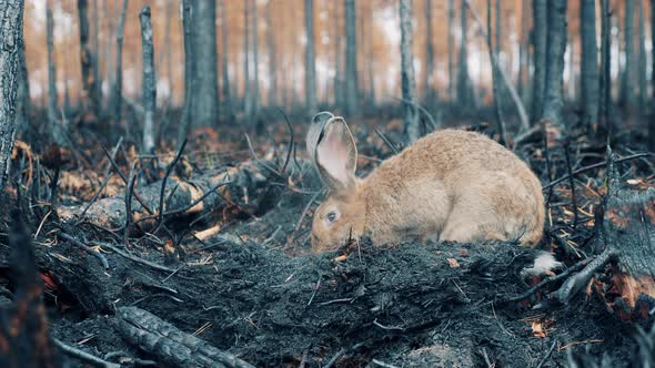 A Rabbit in the Middle of the Burntout Woods